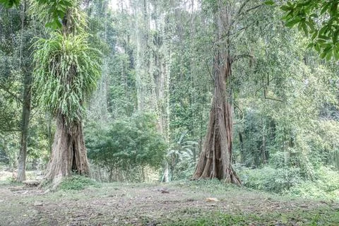 Two Giant Trees with Hanging Vines in Tropical Forest Stock Photos