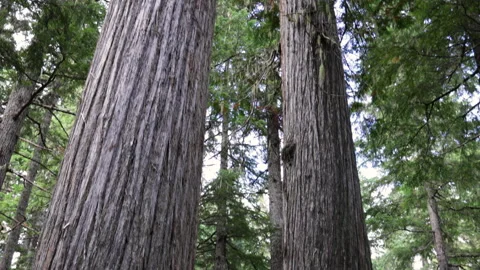 Two Giant Trees In A Healthy Forest Stock Footage 139902332
