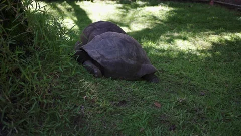 Two giant turtles eat grass on a lawn in the Seychelles. Stock Footage 154807351