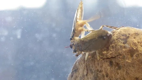 Two Giant water bugs fight over a prey Stock Footage 129205232