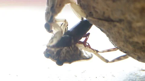 Two Giant water bugs sharing the same prey as they suck it up Stock Footage 129205210