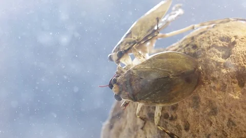 Two Giant water bugs sharing the same prey as they suck it up Stock Footage 129205215