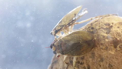 Two Giant water bugs sharing the same prey as they suck it up Vídeos de archivo 129205217