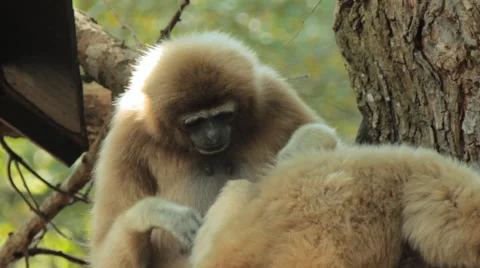Two gibbons Stock Footage 46090059