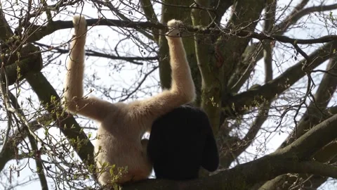 Two gibbons together Stock Footage 270540352