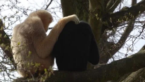 Two gibbons together  Stock Footage 270863481