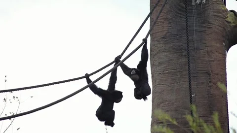 Two Gibbons Yelling and Hooting While Swinging from Ropes Stock Footage 339085571