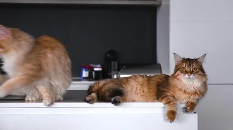 Two ginger cats on the kitchen table. One leaves the room. Second cat is lying 스톡 동영상 62017399