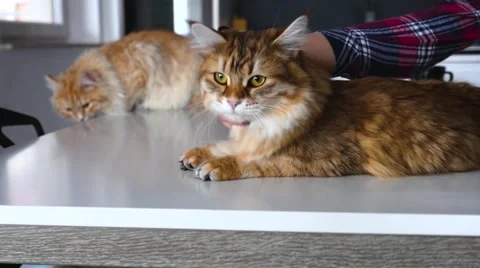 Two ginger cats on the kitchen table. Girl is stroking one of them. Video stock 62019392