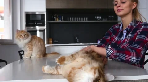 Two ginger cats on the kitchen table. Girl is stroking one of them. Stock Footage 62021503