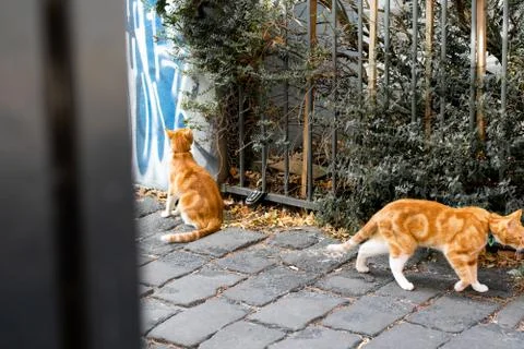 Two ginger cats Stock Photos