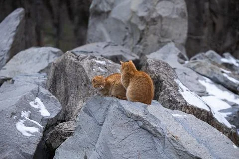 Two ginger cats on the rocks Stock Photos