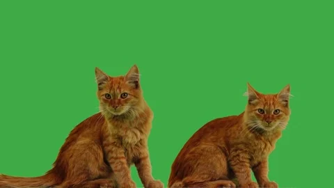 Two ginger cats run in different directions on a green screen Stock Footage 321970718