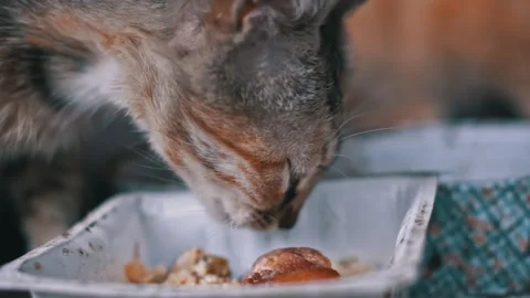 Two Ginger Cats Share a Tender Moment While Eating Stock Footage 276104299