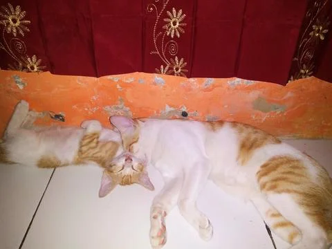 Two ginger cats is sleeping close together on the floor inside home. Stock Photos