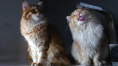 Two ginger cats on the table. One of them is drinking water from the sinck Video stock 62018991