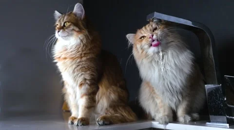 Two ginger cats on table. One of them is drinking water from the sinck. Stock Footage 62019177