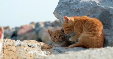 Two ginger colored kittens sitting outdoors. Stock Footage 154000468