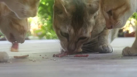 Two Ginger Coloured Kittens And their Mother, Eating Together Stock Footage 295034185