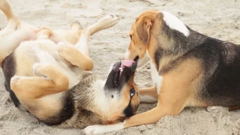 Two ginger dogs playing on the beach sand. Stock-Footage 145644269