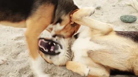 Two ginger dogs playing on the beach sand. Video stock 145644298
