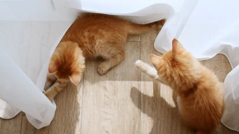 Two Ginger Kitten playing in the lights of a sun and shadows. Cats playing with Stock Footage 156613192