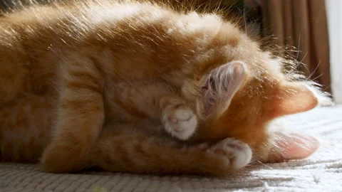 Two Ginger Kitten playing in the lights of a sun and shadows, are fighting among Stock Footage 156655587