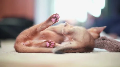 Two ginger kittens are playing with each other Stock Footage 141990825