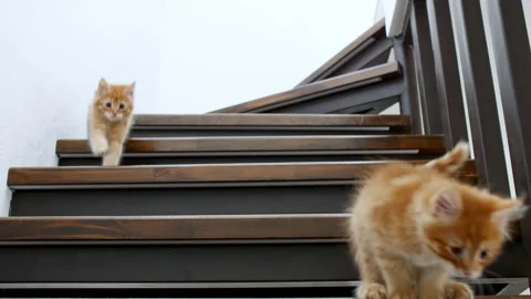 Two Ginger Kittens are running, going down the stairs in slow motion. Red Cats Video stock 156611855