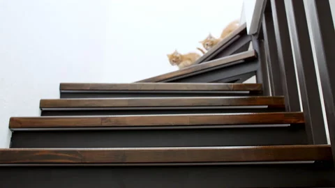 Two Ginger Kittens are running, going down the stairs in slow motion. Red Cats Stock Footage 158116224