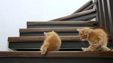 Two Ginger Kittens are running, going down the stairs in slow motion. Red Cats 動画素材 161079332