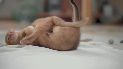 Two ginger kittens cute play with each other Stock Footage 141990335