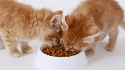Two ginger kittens eating fresh dry cat food for small kittens. Red cats eats Stock Footage 157368801