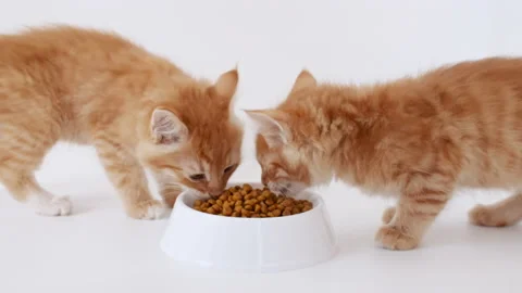 Two ginger kittens eating fresh dry cat food for small kittens. Red cats eats Stock Footage 157737146