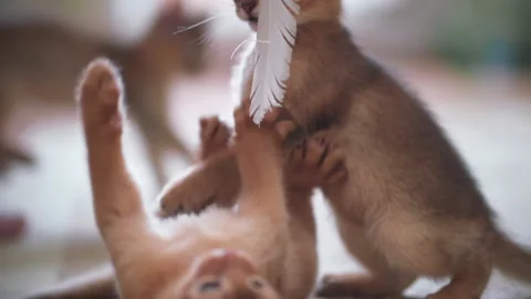 Two ginger kittens fight for playing with a feather at home Stock Footage 141989640