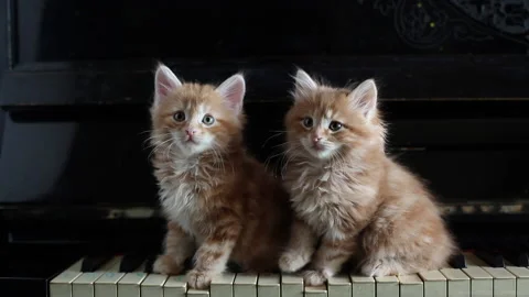 Two ginger kittens on old piano Video stock 238754481