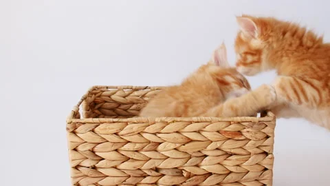 Two Ginger Kittens Playing in a Basket on a White Background. Cat Hiding in Stock Footage 158118743