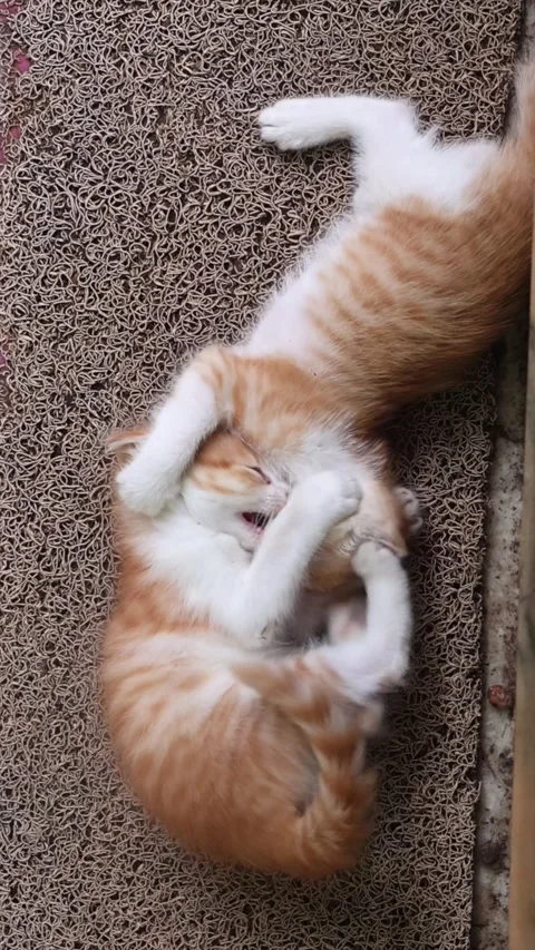 Two ginger kittens playing. Kittens wrestling. Top view Stock Footage 279893951