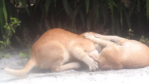 Two Ginger Kittens Playing On A Tropical Island, Maldives Stock Footage 295034272