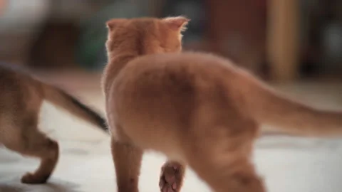 Two ginger kittens running after each other at home Stock Footage 141990239