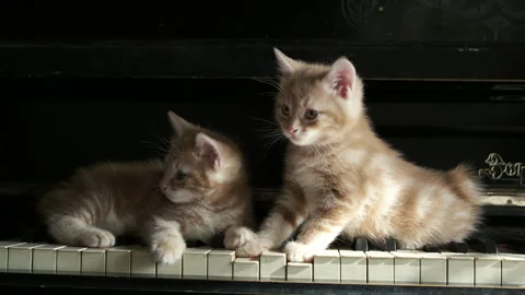 Two ginger kittens sit on the keys piano Stock Footage 284435188