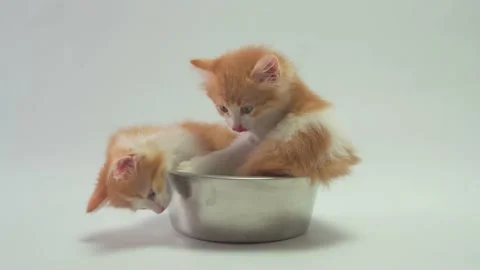 Two ginger kittens sit in a metal dog bowl and both play Stock Footage 159708990