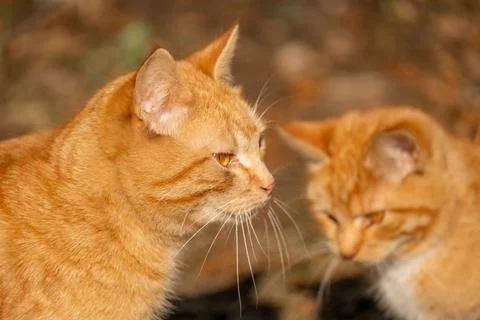 Two ginger red cats. Fluffy ginger cats. close up. Red tabby cat Stock Photos