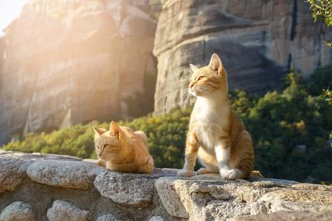 Two ginger stray cats seating in the sun Stock Photos