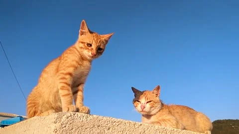Two ginger tabby cats sitting on a concrete parapet against a blue cloudless sky Stock Footage 315001021