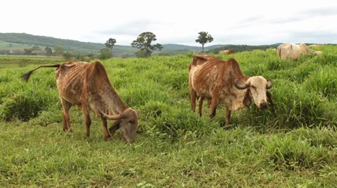Two Gir cows grazing Stock-Footage 38022931