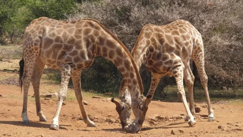 Two giraffe bend down low to share a salt lick Video stock 218633518