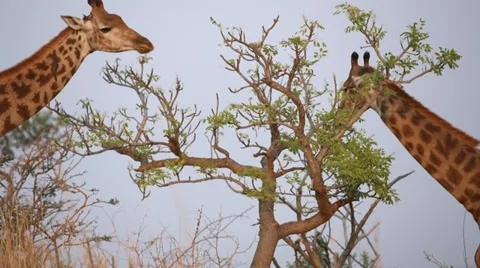 Two Giraffe eating leaves from a tree Stock Footage 31306886