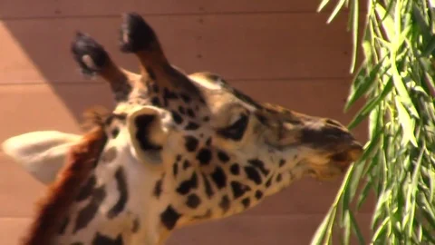 Two Giraffe feeding Video stock 78827642