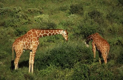 Two giraffe feeding Stock Photos
